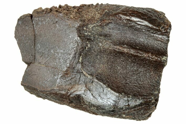 Fossil Dinosaur (Triceratops) Shed Tooth - Wyoming #315063